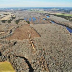 Photo of UNDER CONTRACT!!  660 Acres of Hunting and Timber Land For Sale in Pitt County NC!