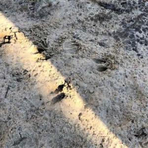 Photo of UNDER CONTRACT!!  660 Acres of Hunting and Timber Land For Sale in Pitt County NC!