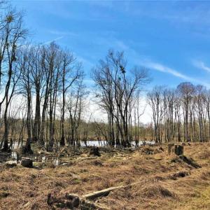Photo of SOLD!!  172 Acres of Hunting Land For Sale in Craven County NC!
