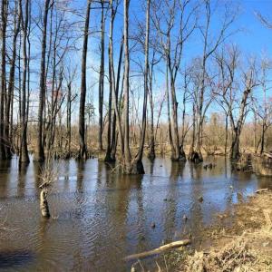 Photo of SOLD!!  172 Acres of Hunting Land For Sale in Craven County NC!