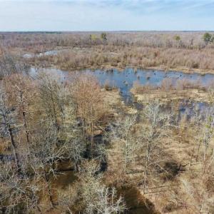 Photo of SOLD!!  172 Acres of Hunting Land For Sale in Craven County NC!