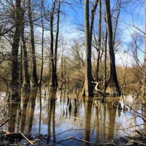 Photo of SOLD!!  172 Acres of Hunting Land For Sale in Craven County NC!