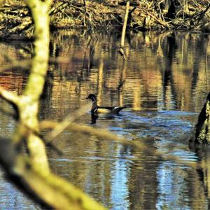 Photo of SOLD!!  172 Acres of Hunting Land For Sale in Craven County NC!