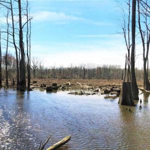 Photo of SOLD!!  172 Acres of Hunting Land For Sale in Craven County NC!