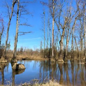 Photo of SOLD!!  172 Acres of Hunting Land For Sale in Craven County NC!