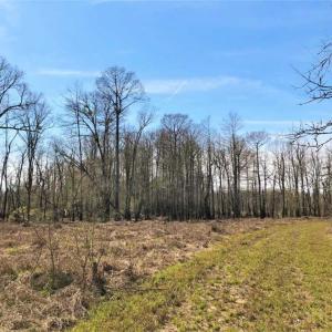 Photo of SOLD!!  172 Acres of Hunting Land For Sale in Craven County NC!