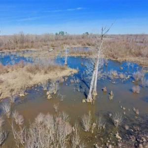Photo of SOLD!!  172 Acres of Hunting Land For Sale in Craven County NC!