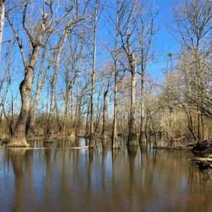 Photo of SOLD!!  172 Acres of Hunting Land For Sale in Craven County NC!