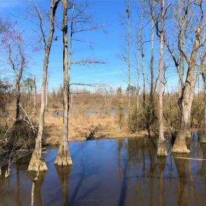 Photo of SOLD!!  172 Acres of Hunting Land For Sale in Craven County NC!