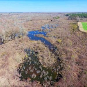 Photo of SOLD!!  172 Acres of Hunting Land For Sale in Craven County NC!