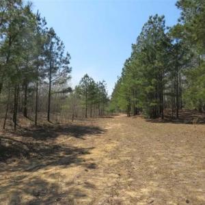 Photo of UNDER CONTRACT!!  35 Acres of Hunting Land with Home Site in Scotland County NC!