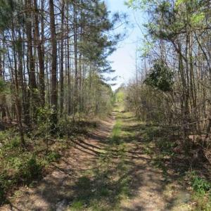 Photo of UNDER CONTRACT!!  35 Acres of Hunting Land with Home Site in Scotland County NC!