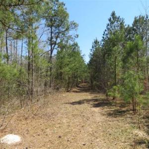Photo of UNDER CONTRACT!!  35 Acres of Hunting Land with Home Site in Scotland County NC!