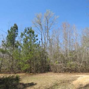 Photo of UNDER CONTRACT!!  35 Acres of Hunting Land with Home Site in Scotland County NC!