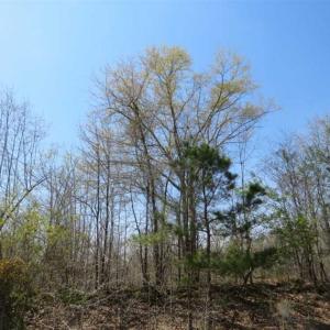 Photo of UNDER CONTRACT!!  35 Acres of Hunting Land with Home Site in Scotland County NC!