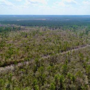 Photo of 92 Acres of Hunting Land For Sale in Martin County NC!