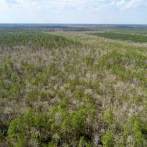 Photo of 92 Acres of Hunting Land For Sale in Martin County NC!