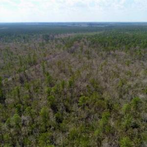 Photo of 92 Acres of Hunting Land For Sale in Martin County NC!