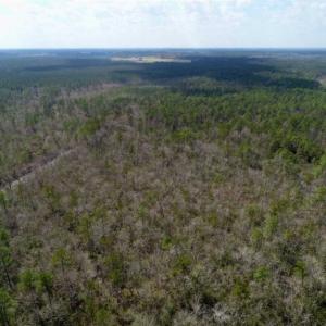 Photo of 92 Acres of Hunting Land For Sale in Martin County NC!