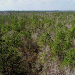 Photo of 92 Acres of Hunting Land For Sale in Martin County NC!