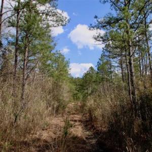 Photo of 92 Acres of Hunting Land For Sale in Martin County NC!