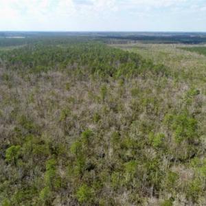 Photo of 92 Acres of Hunting Land For Sale in Martin County NC!