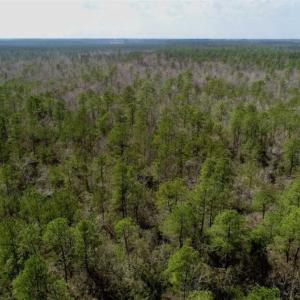 Photo of 92 Acres of Hunting Land For Sale in Martin County NC!