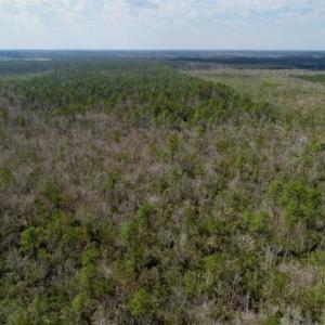 Photo of 92 Acres of Hunting Land For Sale in Martin County NC!