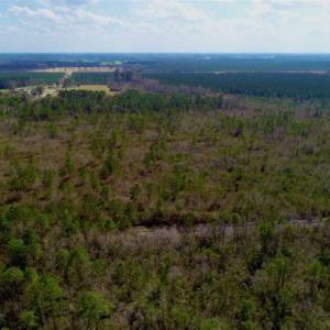 Photo of 92 Acres of Hunting Land For Sale in Martin County NC!