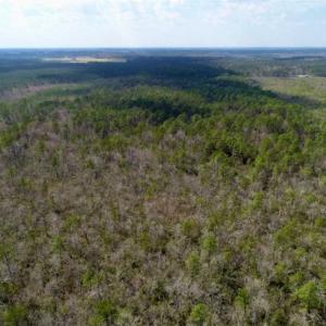 Photo of 92 Acres of Hunting Land For Sale in Martin County NC!