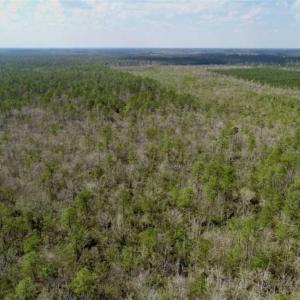 Photo of 92 Acres of Hunting Land For Sale in Martin County NC!