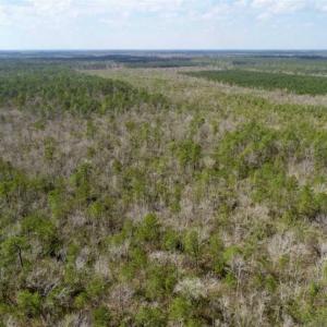 Photo of 92 Acres of Hunting Land For Sale in Martin County NC!