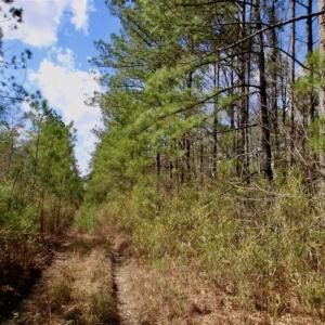Photo of 92 Acres of Hunting Land For Sale in Martin County NC!