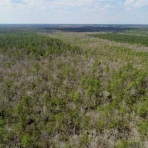 Photo of 92 Acres of Hunting Land For Sale in Martin County NC!