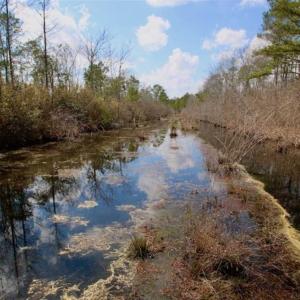 Photo of 92 Acres of Hunting Land For Sale in Martin County NC!