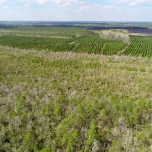 Photo of 92 Acres of Hunting Land For Sale in Martin County NC!