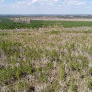 Photo of 92 Acres of Hunting Land For Sale in Martin County NC!