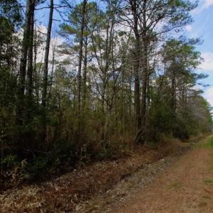 Photo of 92 Acres of Hunting Land For Sale in Martin County NC!