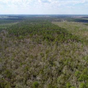 Photo of 92 Acres of Hunting Land For Sale in Martin County NC!