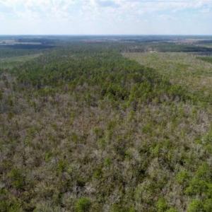 Photo of 92 Acres of Hunting Land For Sale in Martin County NC!