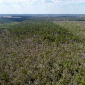 Photo of 92 Acres of Hunting Land For Sale in Martin County NC!