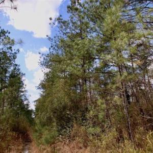 Photo of 92 Acres of Hunting Land For Sale in Martin County NC!