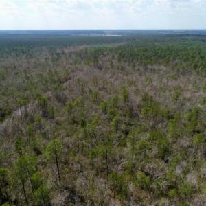 Photo of 92 Acres of Hunting Land For Sale in Martin County NC!