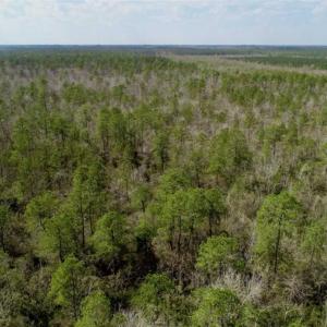 Photo of 92 Acres of Hunting Land For Sale in Martin County NC!