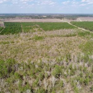 Photo of 92 Acres of Hunting Land For Sale in Martin County NC!