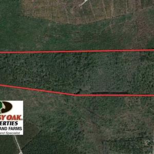 Photo of 92 Acres of Hunting Land For Sale in Martin County NC!