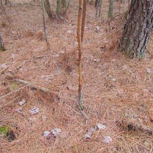Photo of SOLD!!  20 Acres of Hunting and Timber Land For Sale in Sussex County VA!