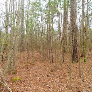 Photo of SOLD!!  20 Acres of Hunting and Timber Land For Sale in Sussex County VA!