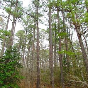 Photo of SOLD!!  20 Acres of Hunting and Timber Land For Sale in Sussex County VA!