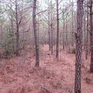 Photo of SOLD!!  20 Acres of Hunting and Timber Land For Sale in Sussex County VA!